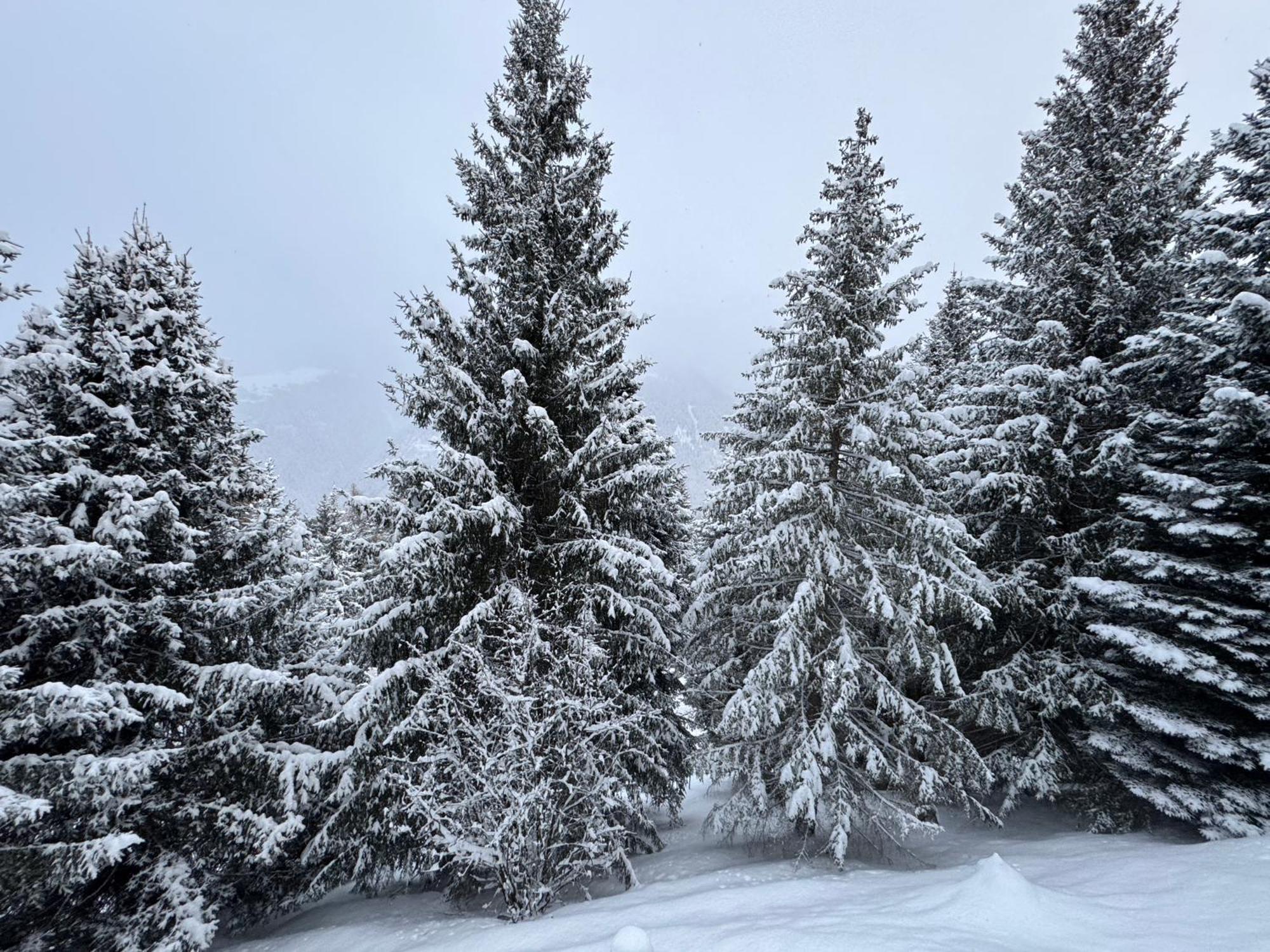 Bellavista Marilleva 1400 - Val Di Sole Daire Dış mekan fotoğraf